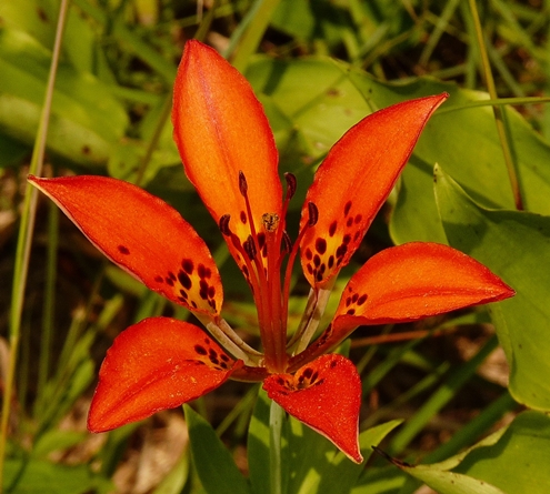 {Lilium philadelphicum}